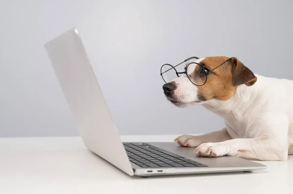 Portrait of dog jack russell terrier in glasses at work on a laptop.