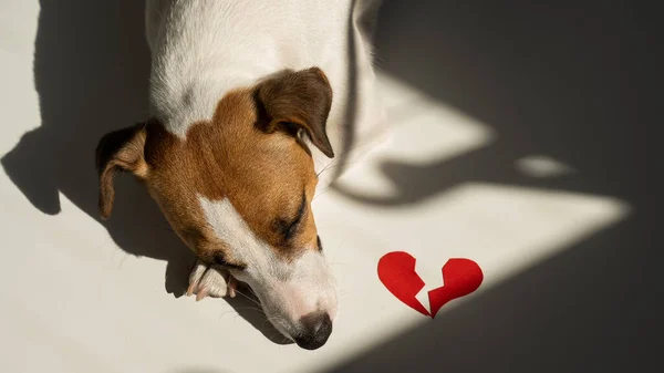 Jack Russell Terrier Hund Ligger Bredvid Ett Brustet Hjärta — Stockfoto