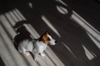 Jack Russell teriyer köpeği ahşap zeminde. Perdelerin ve vantilatörün gölgesi.