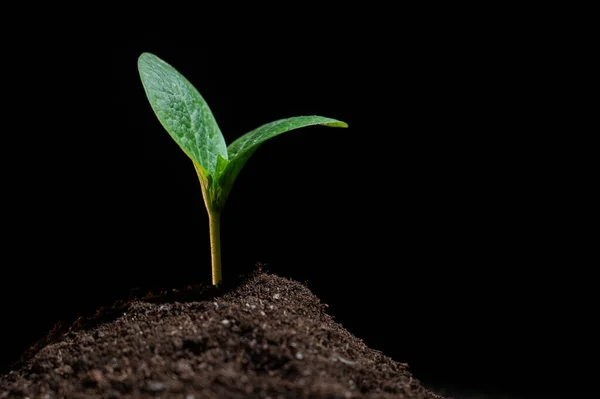 Close Van Een Spruit Van Courgette Een Zwarte Achtergrond — Stockfoto