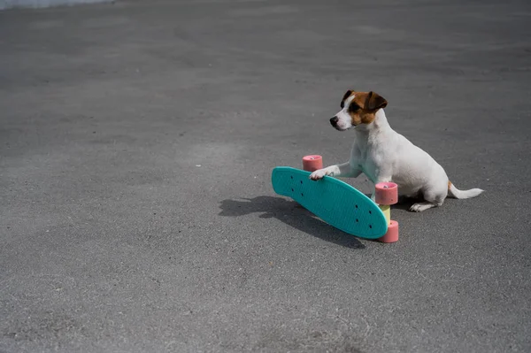Jack Russell Terrier Cane Cavalca Penny Board All Aperto — Foto Stock