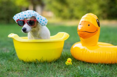 Köpek Jack Russell Terrier duş bonesi takmış ve güneş gözlüğü takmış çimlerde yıkanıyor.