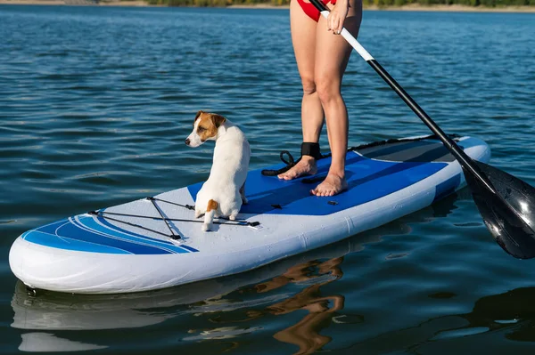 Dog jack russell terrier swims on the board with the owner. A woman and her pet spend time together at the lake.