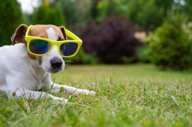Jack Russell, yeşil çimlerin üzerinde güneş gözlüklü teriyer köpeği. Yaz tatili kavramı