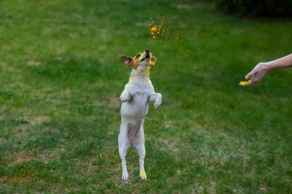 Dog Jack Russell Terrier Holi Farben Springt Über Einen Grünen — Stockfoto