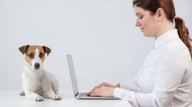 Masada Jack Russell Terrier köpeğiyle laptopta çalışan beyaz bir kadın.