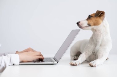 Jack Russell Terrier köpeği bilgisayar sahiplerinin önünde masanın üzerinde yatıyor.