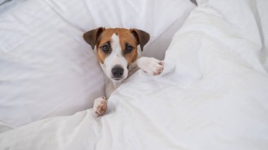 Jack Russell Terrier köpeği yorganın altında yatıyor. Hayvan yatak odasında uyuyor.