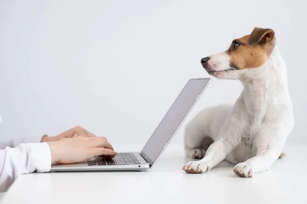 Джек Рассел Терьер Собака Лежит Столе Перед Владельцем Компьютера — стоковое фото