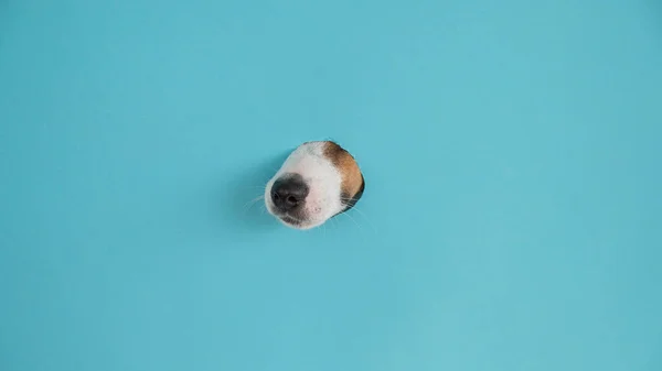 Dog nose from a hole in paper blue background. Copy space