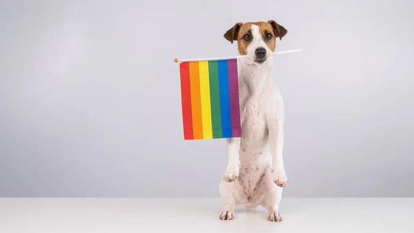 Jack Russell Cão Terrier Segurando Uma Bandeira Arco Íris Sua — Fotografia de Stock