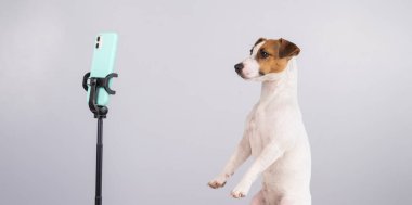 Jack Russell Terrier köpeği akıllı telefondan canlı yayın yapıyor.