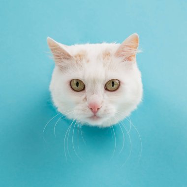 Mavi arka planda bir delikten dışarı bakan beyaz tüylü bir kedinin ağızlığı.