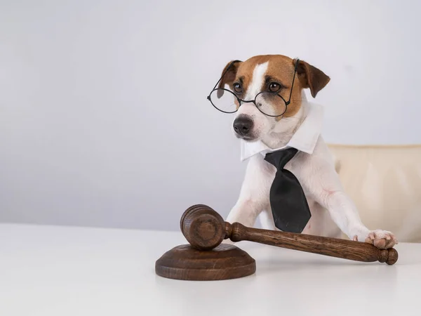 Knekt Russell Terrier Hund Slips Sitter Bakom Stol Med Domare — Stockfoto