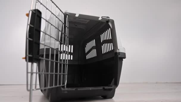 Jack Russell Terrier Wchodzi Plastikowego Nosiciela Kobieta Zamyka Drzwi — Wideo stockowe