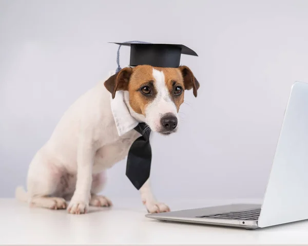 Jack Russell Terrier Hond Gekleed Een Stropdas Een Academische Pet — Stockfoto