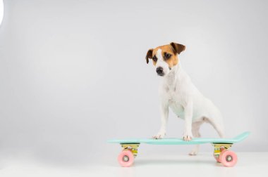 Beyaz arka planda beş para etmez bir köpek. Jack Russell Terrier stüdyoda kaykay sürüyor.