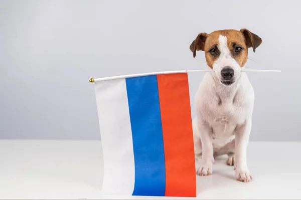 白い背景にロシア連邦の小さな旗を持っているジャック ラッセル テリアの犬 — ストック写真