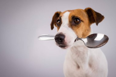 Beyaz arka planda kaşığı ağzında tutan köpek Jack Russell Terrier 'ın yakın plan portresi. Boşluğu kopyala