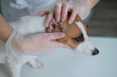 Veteriner köpek kulaklarını muayene eder. Jack Russell Teriyer Kulak Alerjisi