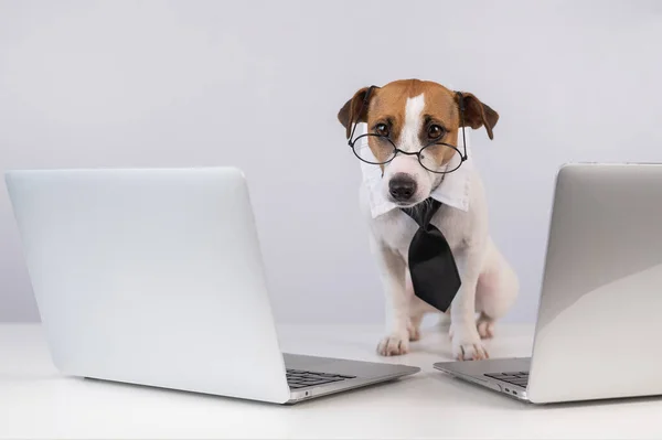 Jack Russell Terrier Dog Glasses Tie Sits Two Laptops White — Stock Photo, Image