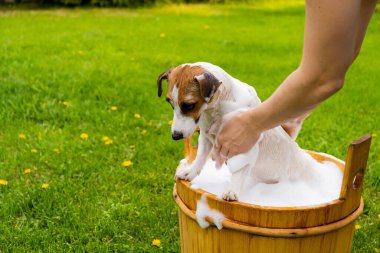 Kadın köpeği Jack Russell Terrier 'ı dışarıda tahta bir küvette yıkıyor. Ev sahibesi evcil hayvanın banyo yapmasına yardım eder.