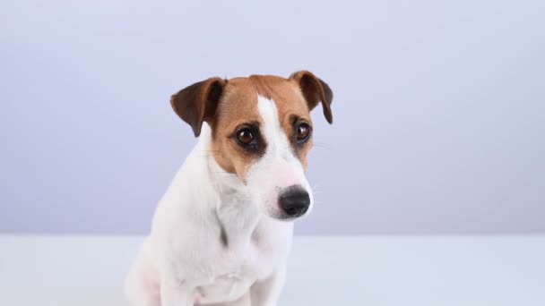 Primo Piano Ritratto Carino Jack Russell Terrier Cane Sfondo Bianco — Video Stock