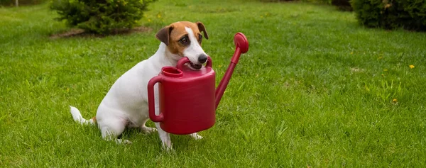 Cane Jack Russell Terrier Trova Sul Prato Tiene Annaffiatoio — Foto Stock