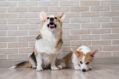 Tuğla duvarın arka planında pembroke corgi anne ve yavru köpek. Köpek ailesi.