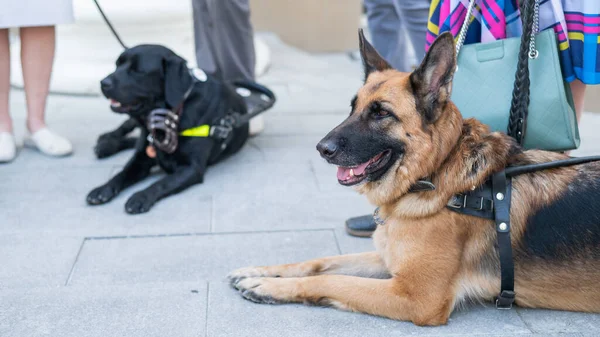 Cães Guia Com Proprietários Para Caminhadas Conhecer Pessoas Cegas — Fotografia de Stock