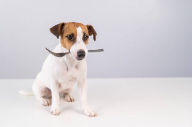 Beyaz arka planda ağzında çatal tutan köpek Jack Russell Terrier 'ın portresi. Boşluğu kopyala