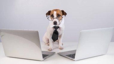 Gözlüklü Jack Russell Terrier köpeği ve beyaz arka planda iki dizüstü bilgisayar arasında oturan kravat.