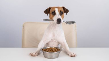 Jack Russell Terrier köpeği elinde bir kase kuru yemekle yemek masasında oturuyor ve ağzında bir kaşık tutuyor.
