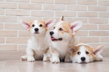 Üç tatlı kırmızı pembroke corgi yavrusu tuğla duvarın yanında oturuyorlar.