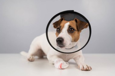 Jack Russell Terrier köpeği, sargılı pençeli, yakalı.