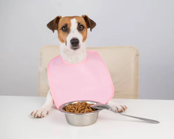 Dog Jack Russell Terrier Mesa Jantar Babete Rosa — Fotografia de Stock