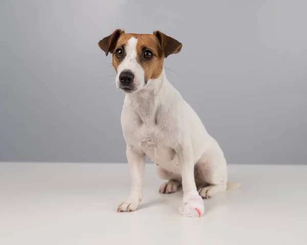 Jack Russell Terrier dog with a bandaged paw in front of a white background