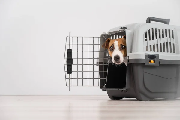 Jack Russell Terrier Perro Asomándose Fuera Jaula Viaje — Foto de Stock