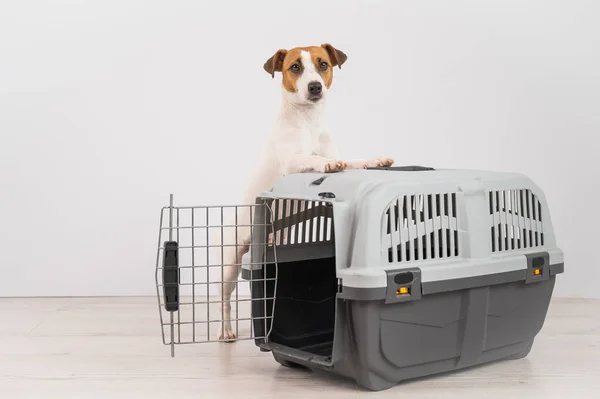 Pies Jack Russell Terrier Położył Łapy Pudełku Podróżnym — Zdjęcie stockowe