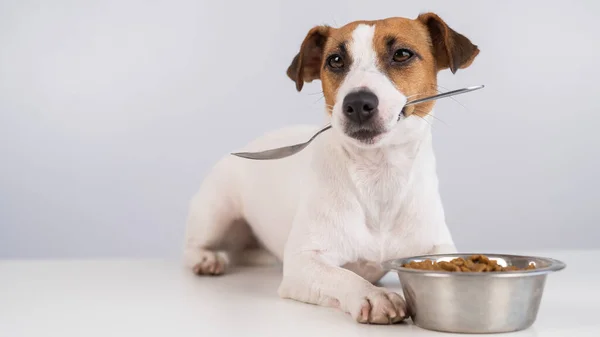 Jack Russell Terrier Cão Fica Perto Uma Tigela Comida Seca — Fotografia de Stock