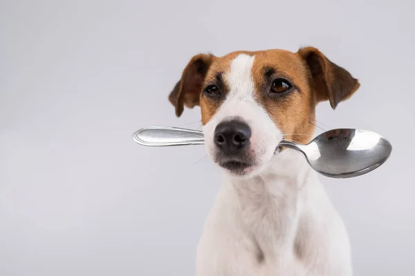 Retrato Perto Cão Jack Russell Terrier Segurando Uma Colher Boca — Fotografia de Stock