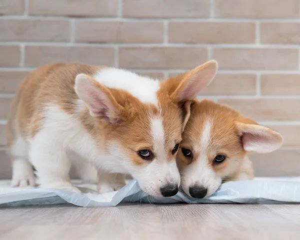 Dois Filhotes Cachorro Pembroke Corgi Uma Fralda Descartável — Fotografia de Stock