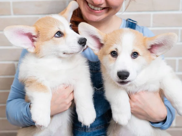 Kaukasische Frau Hält Zwei Süße Pembroke Corgi Welpen — Stockfoto