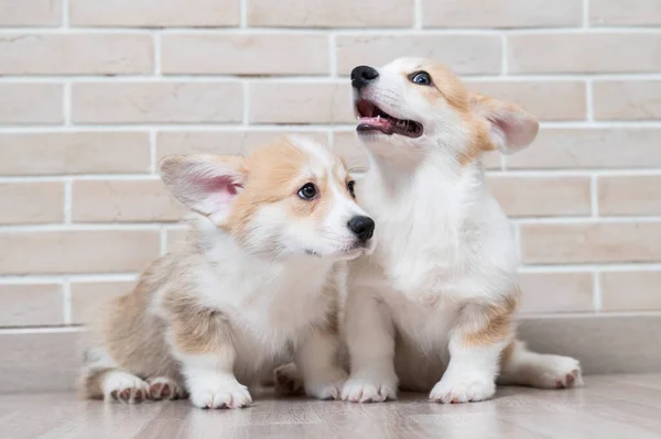 Due Simpatici Cuccioli Pembroke Corgi Rossi Sono Seduti Vicino Muro — Foto Stock