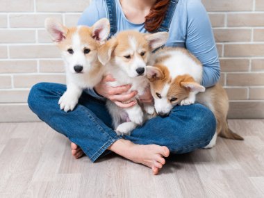 Kafkasyalı kadın elinde üç tane pembroke corgi yavrusu tutuyor.