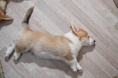 Tatlı Galli Corgi yavruları yerde uyur. Yukarıdan görüntüle