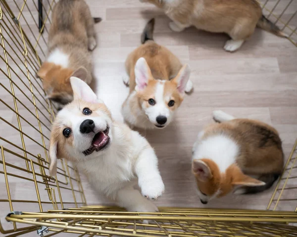 Horní Pohled Štěňátka Welsh Corgi Kleci — Stock fotografie