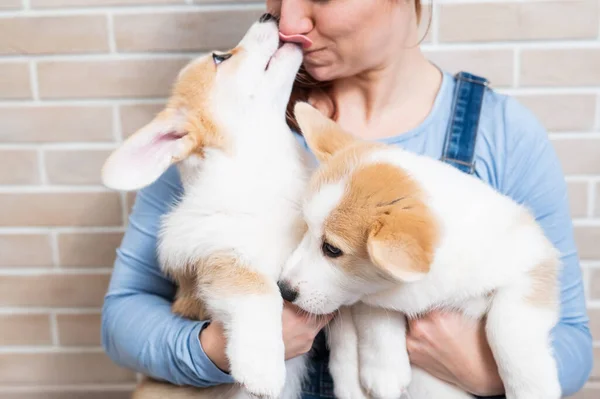 Biały Kobieta Gospodarstwa Dwa Słodkie Pembroke Corgi Szczenięta — Zdjęcie stockowe