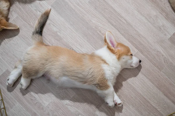 Cute Welsh Corgi Puppies Sleep Floor View — Stock Photo, Image