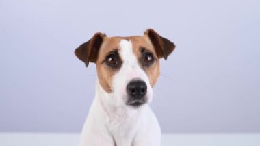 Beyaz arka planda sevimli Jack Russell Terrier köpeğinin yakın plan portresi.